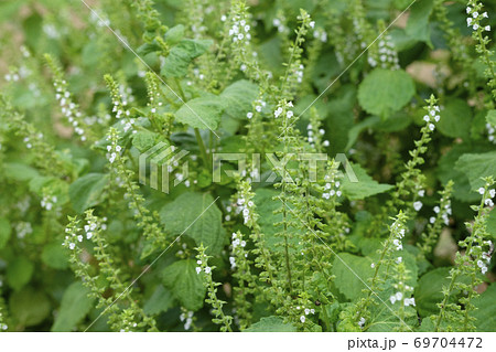 秋の畑に咲く青紫蘇の花と実 69704472