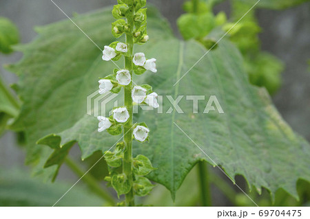 秋の畑に咲く青紫蘇の花と実の写真素材