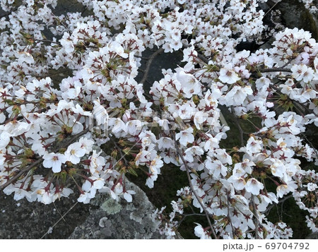 《津山城の桜(岡山県 津山市)》 《津山城の桜(岡山県 津山市)》 69704792