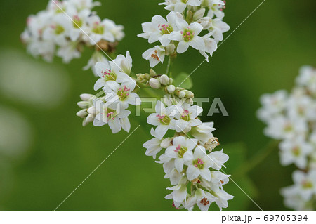 蕎麦畑に咲く常陸秋蕎麦の花のクローズアップの写真素材