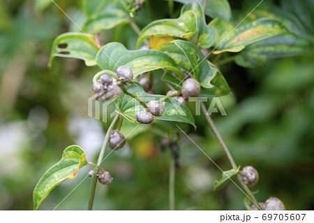 秋の畑のむかご　秋の味覚 69705607