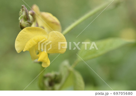 藪蔓小豆 藪蔓小豆 69705680