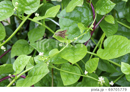 秋の畑のツルムラサキの花 69705779