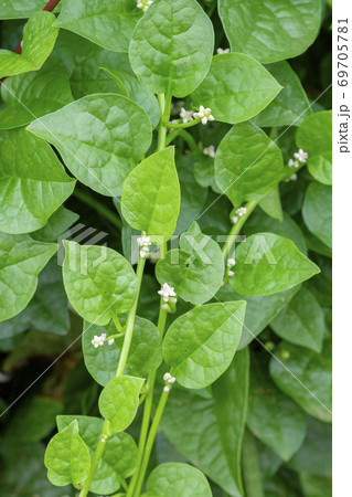 秋の畑のツルムラサキの花 69705781