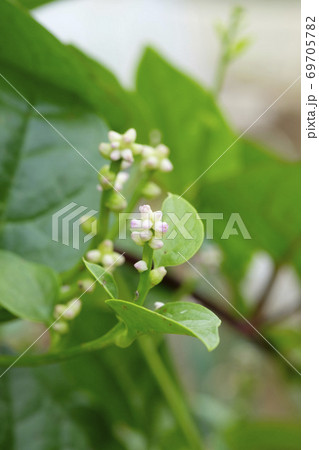 秋の畑のツルムラサキの花 69705782