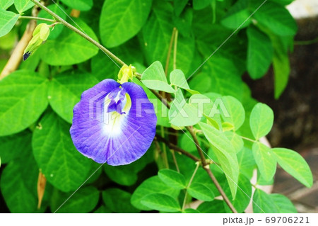 青色鮮やかなチョウマメ 蝶豆 の花の写真素材