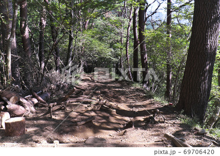登山道 大倉尾根 登山道 大倉尾根 69706420