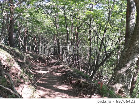 登山道　大倉尾根 69706423
