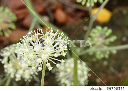 見頃を迎えたウドの花 69706525