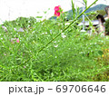 雨粒に濡れた草 69706646