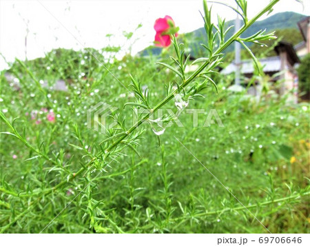 雨粒に濡れた草 69706646