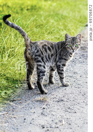 Portrait of a beautiful striped cat with green eyes and an attentive look in the green grass in nature 69706872
