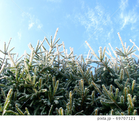 Frozen snow spruce branches, snow frost. Winter scene. Christmas tree. 69707121