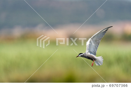 Common tern in the air with open wings 69707366