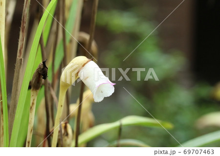 花弁の先端が薄っすらピンク色のシロバナナンバンギセル 白花南蛮煙管 の写真素材
