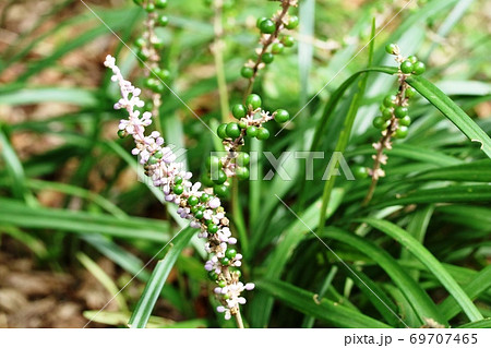 秋の訪れを告げるヤブラン(藪蘭)の実 秋の訪れを告げるヤブラン(藪蘭)の実 69707465