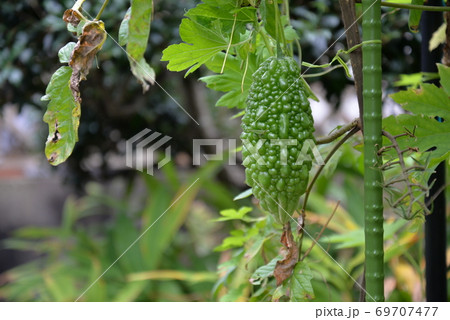 家庭菜園のゴーヤー 家庭菜園のゴーヤー 69707477