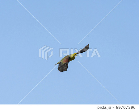 アオバト雄成鳥の飛翔 69707596