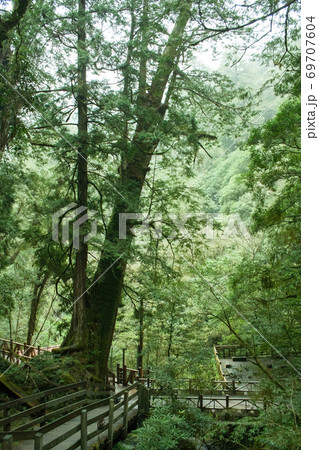 林 森 樹林 69707604