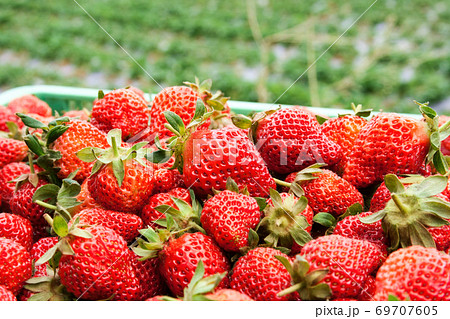 フルーツ 果物 果実 69707605