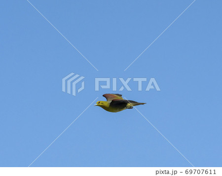 アオバト雄成鳥の飛翔 69707611