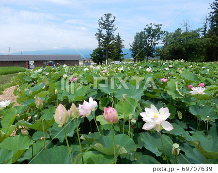 政宗にぎわい広場の蓮 69707639