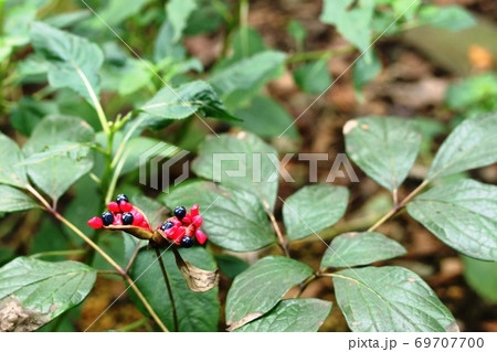 弾けたヤマシャクヤク（山芍薬）の実 赤と黒のコントラストが見事です！ 69707700