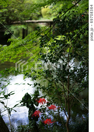 三島市立公園　楽寿園 69708364