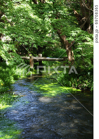 三島市立公園　楽寿園 69708365