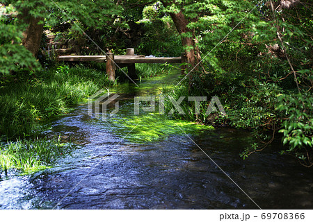 三島市立公園 楽寿園 三島市立公園 楽寿園 69708366