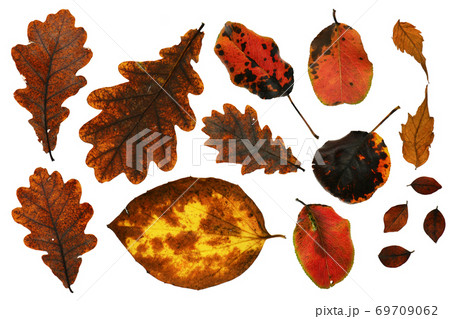 collection of autumn leaf closeup objects in details, bright and colorful, white background isolated, macro photo, depth of field entire object 69709062