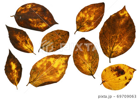 collection of autumn leaf closeup objects in details, bright and colorful, white background isolated, macro photo, depth of field entire object 69709063