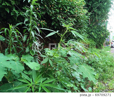 道端に生えていた雑草大麻(カトマンズ、ネパール) 道端に生えていた雑草大麻(カトマンズ、ネパール) 69709271