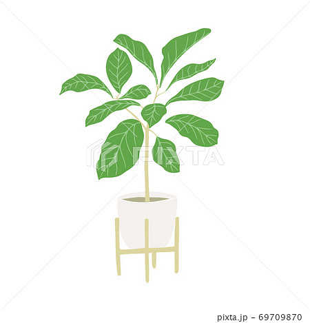 Ficus tree. Home hand drawing plant Ficus tree. Home hand drawing plant 69709870