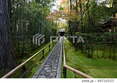 京都　秋の高桐院の参道　苔と竹林 69710325