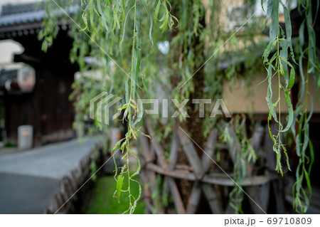 京都市下京区島原の町並みを撮影 京都市下京区島原の町並みを撮影 69710809