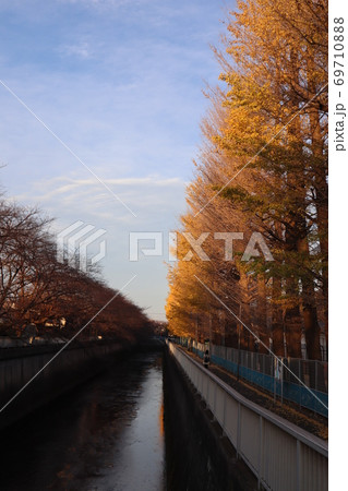 イチョウ並木 イチョウ並木 69710888