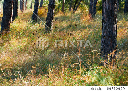 forest on a bright day - beautiful autumn landscape and wildlife 69710990