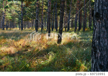 forest on a bright day - beautiful autumn landscape and wildlife 69710991