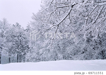 風景 北海道北広島市 雪景色・樹氷 風景 北海道北広島市 雪景色・樹氷 69711551