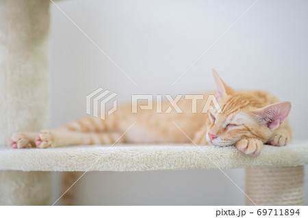 キャットタワーで眠る茶トラの可愛い子猫 69711894