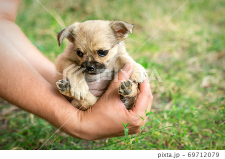 Little puppy sitting in the arms 69712079