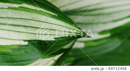 葉っぱ 69712406