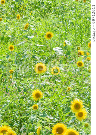 夏の風物詩ひまわり 69712611