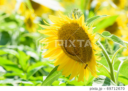 夏の風物詩ひまわり 69712670