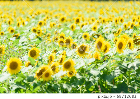 夏の風物詩ひまわり 夏の風物詩ひまわり 69712683