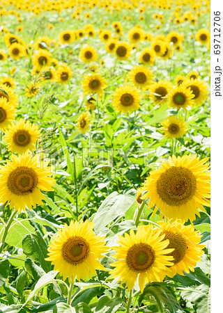 夏の風物詩ひまわり 夏の風物詩ひまわり 69712706