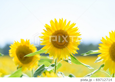 夏の風物詩ひまわり 69712714