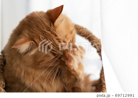 のんびり過ごす猫　　茶トラ猫 69712991