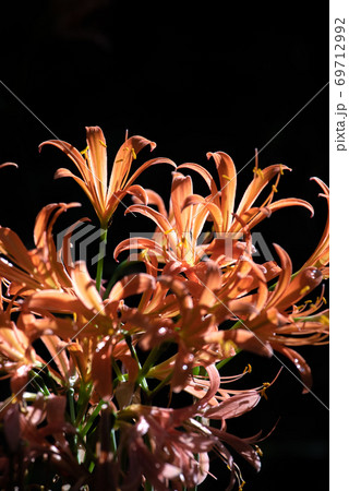 光に照らされた花　キツネノカミソリ 69712992